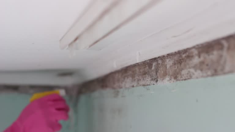 Best Real Estate Mold Inspection  in Desert Hot Springs, CA